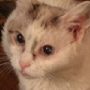 Meet your Posher, Ginny